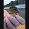 Brood Of 7 Ducklings Saved From Storm Drain On Long Island Expressway