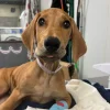 Emaciated Dog Found In Suffolk Dies; Police Seek Information