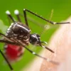 20 More Mosquito Samples Test Positive For West Nile Virus In Suffolk County